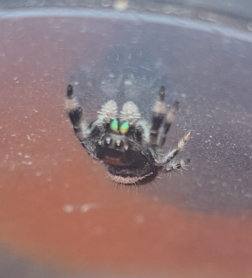 Chip the jumping spider, additional photo 1