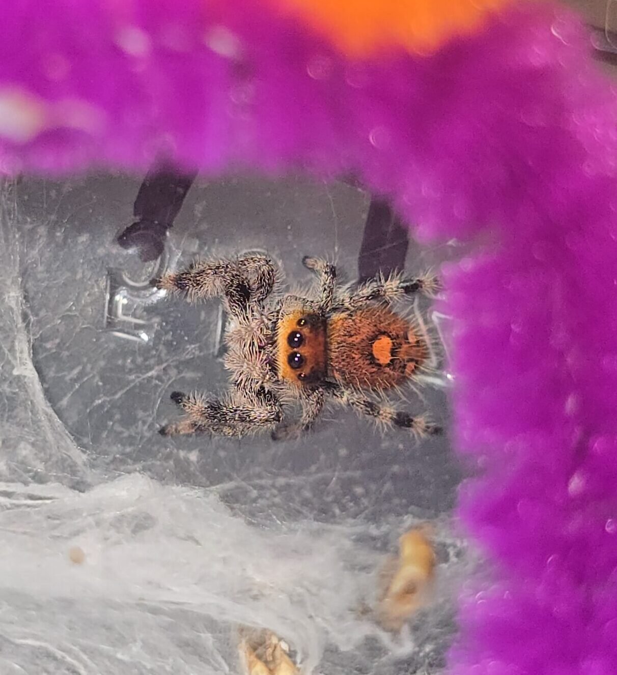 Tangerine the jumping spider, additional photo 3