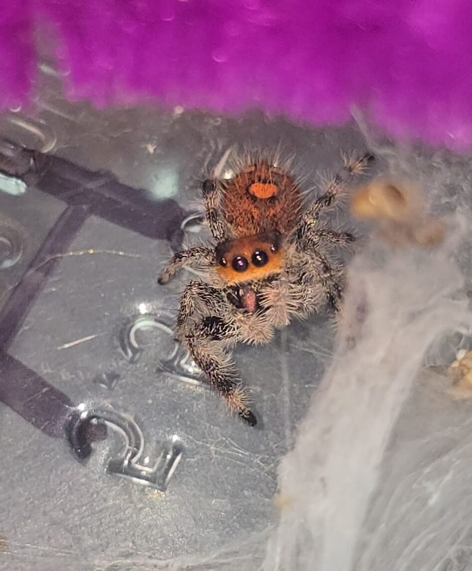 Tangerine the jumping spider, additional photo 2