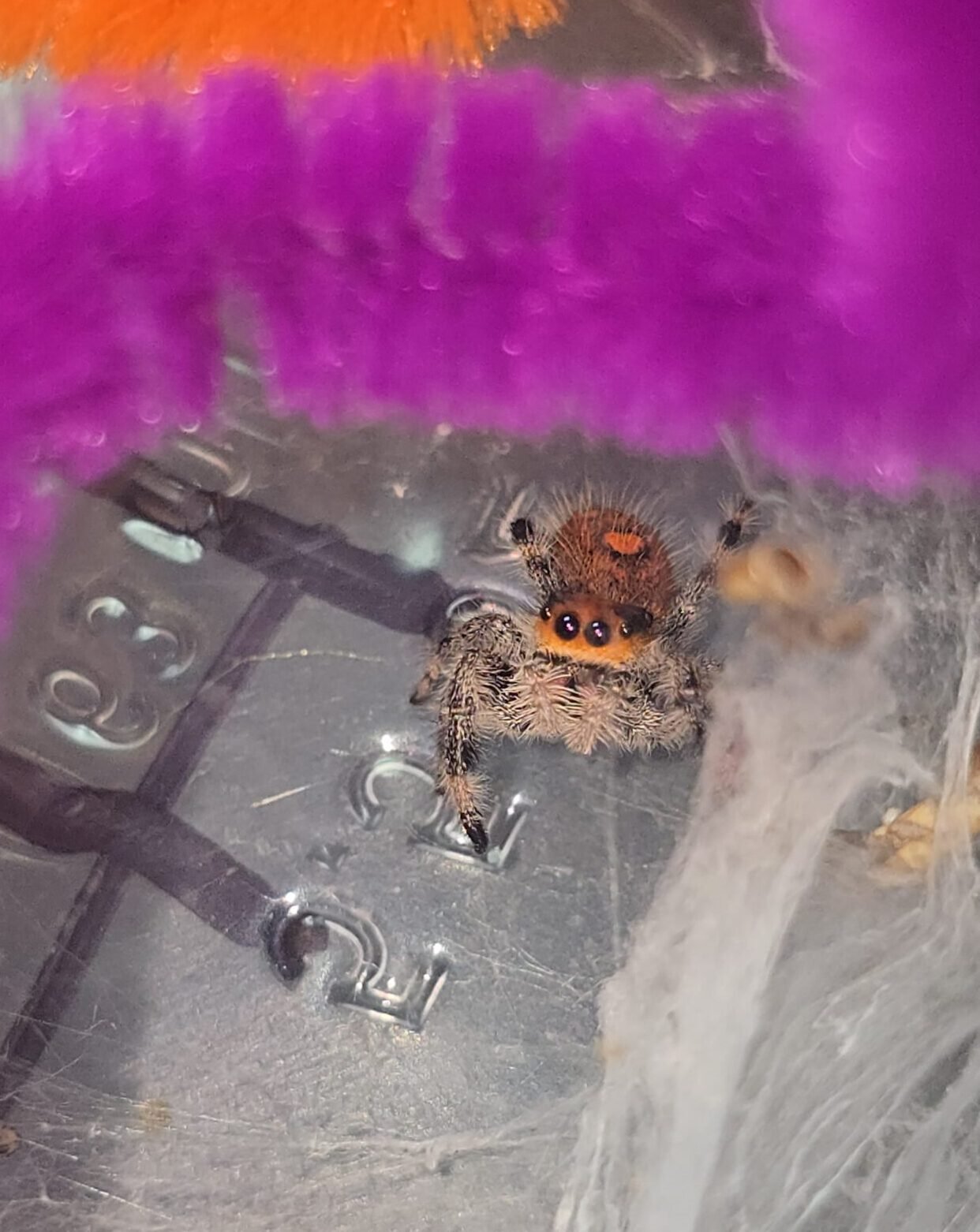 Tangerine the jumping spider, additional photo 1