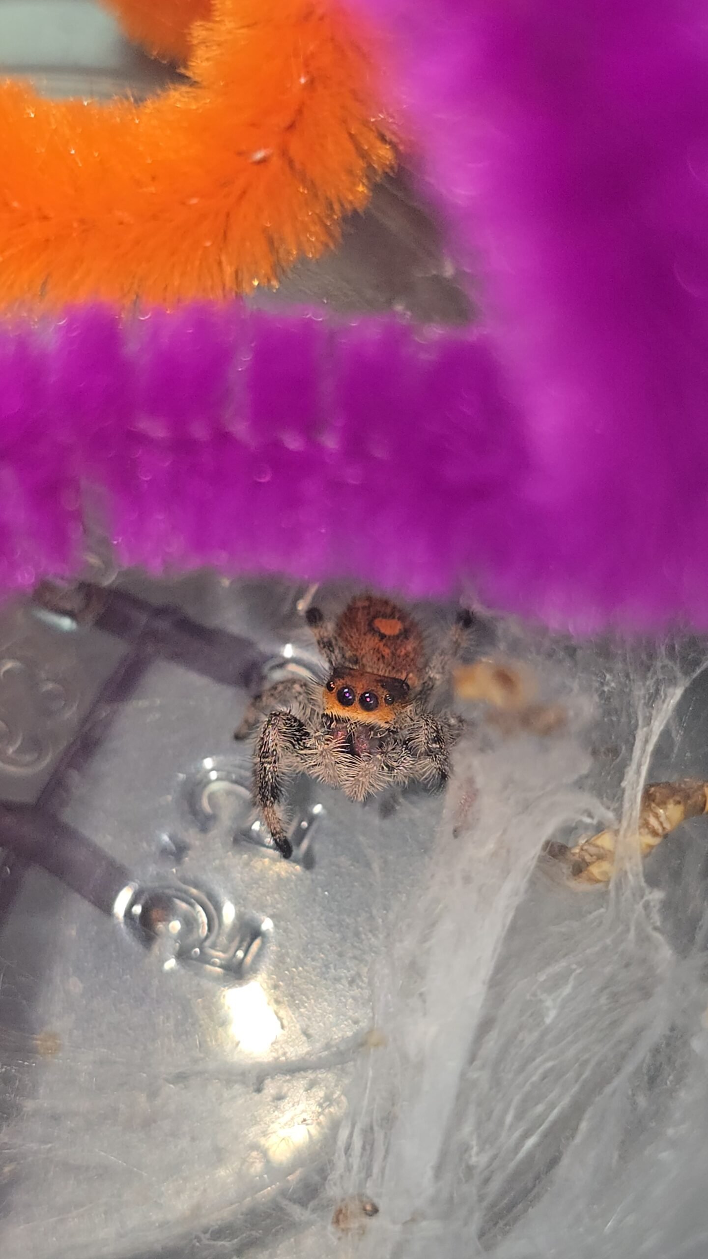 Tangerine the jumping spider, additional photo 4
