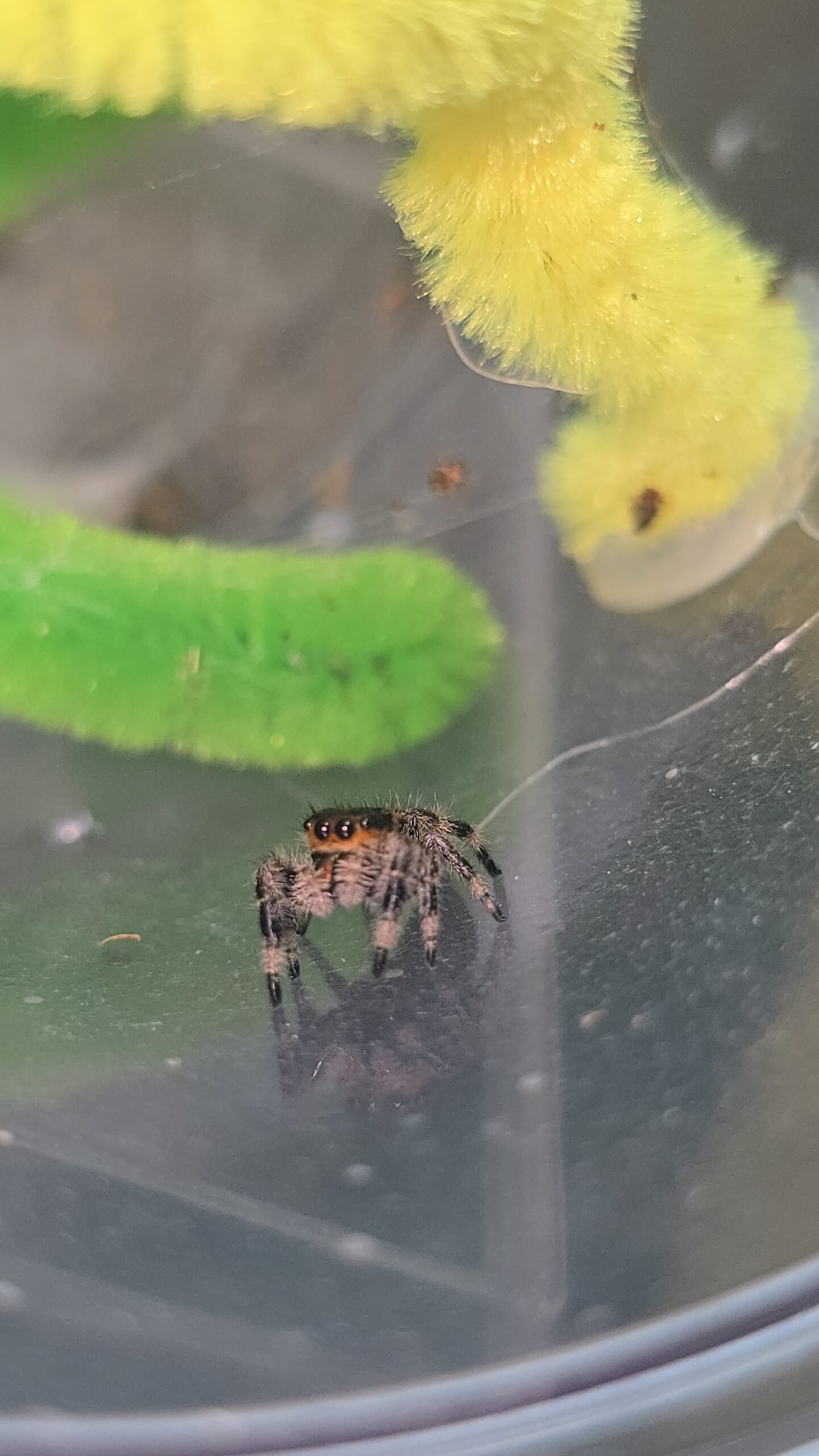 Bandit the jumping spider, additional photo 1