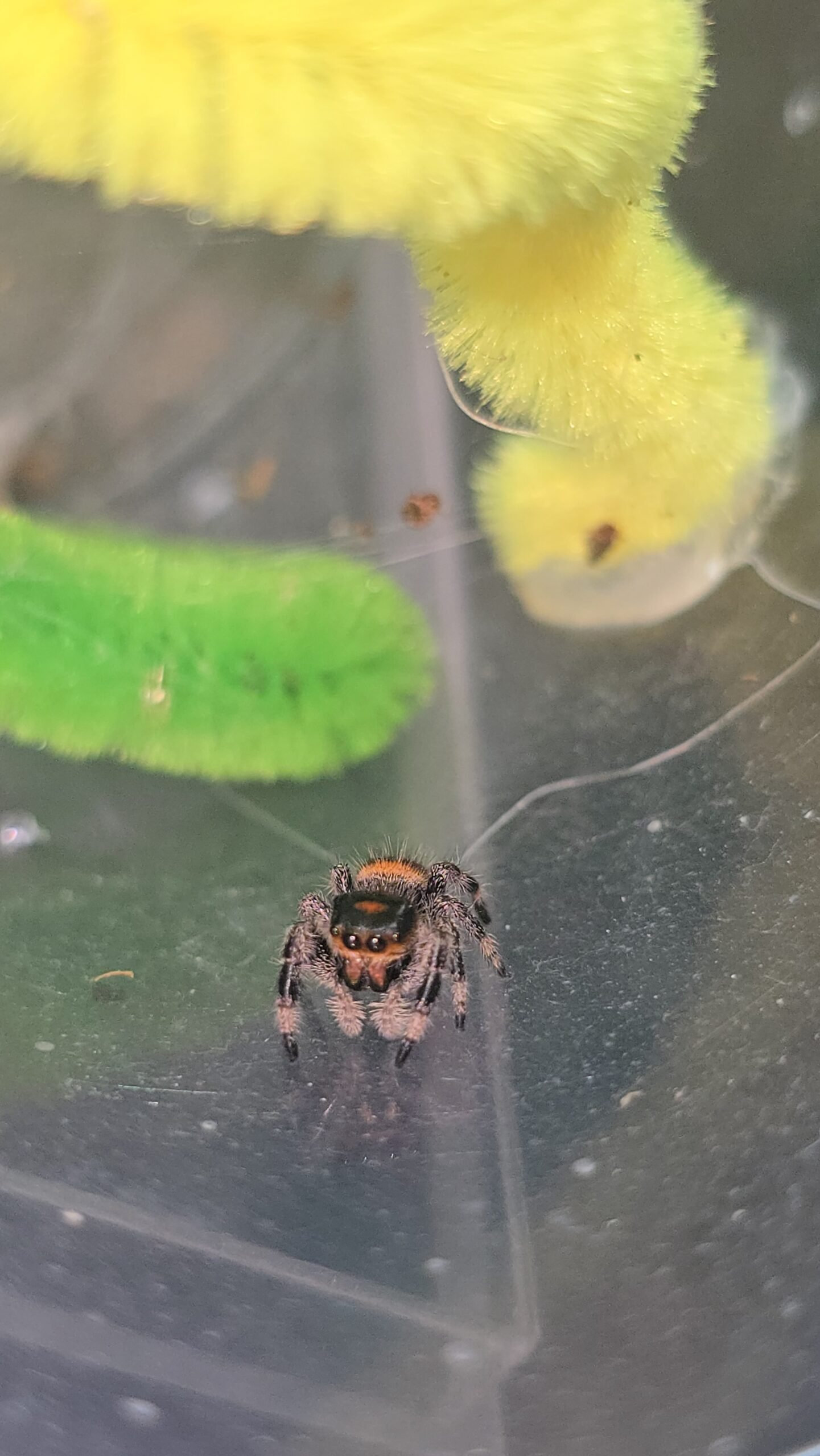 Bandit the jumping spider, additional photo 2