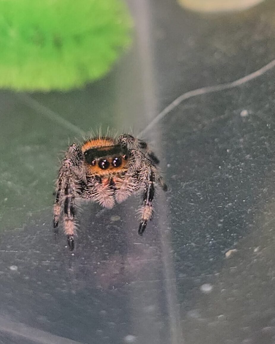 Bandit, a female regal jumping spider available for adoption in Bradenton, Florida