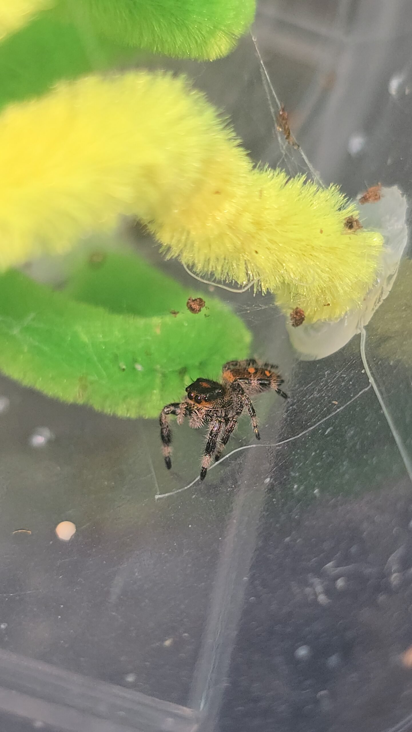 Bandit the jumping spider, additional photo 4