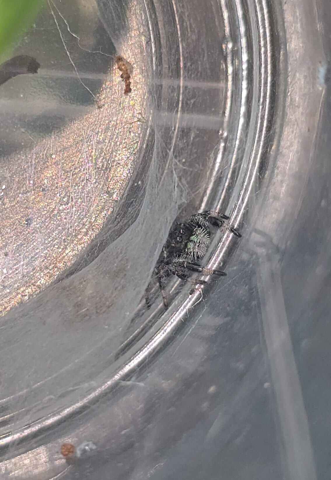 Peanut the jumping spider, additional photo 1