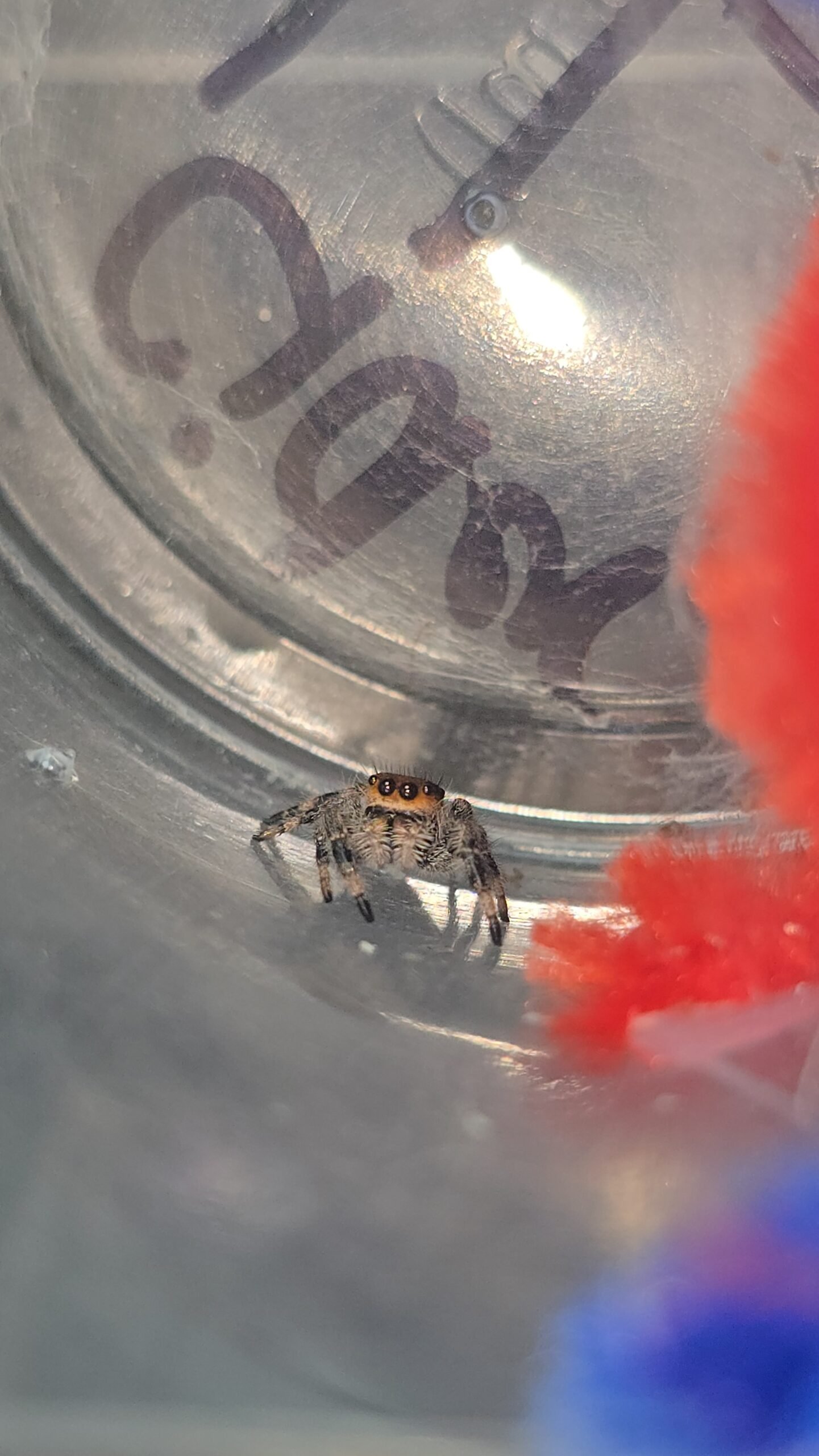 Cider the jumping spider, additional photo 3