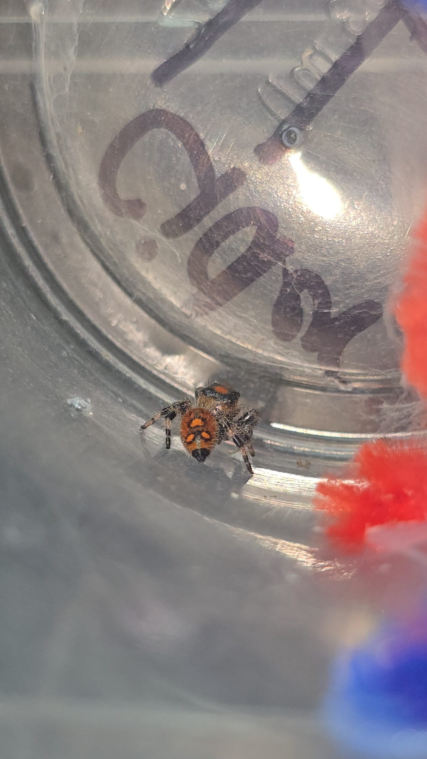 Cider the jumping spider, additional photo 2