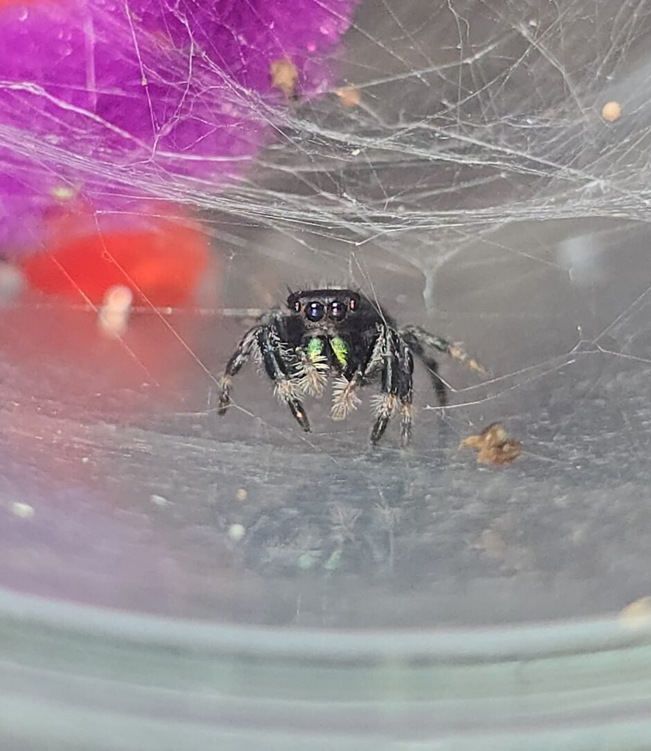 Scout, male regal jumping spider, i6, available for adoption at Mary's Jumpers