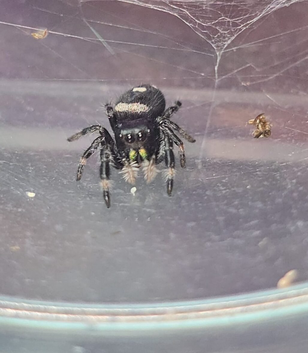 Scout the jumping spider, additional photo 3