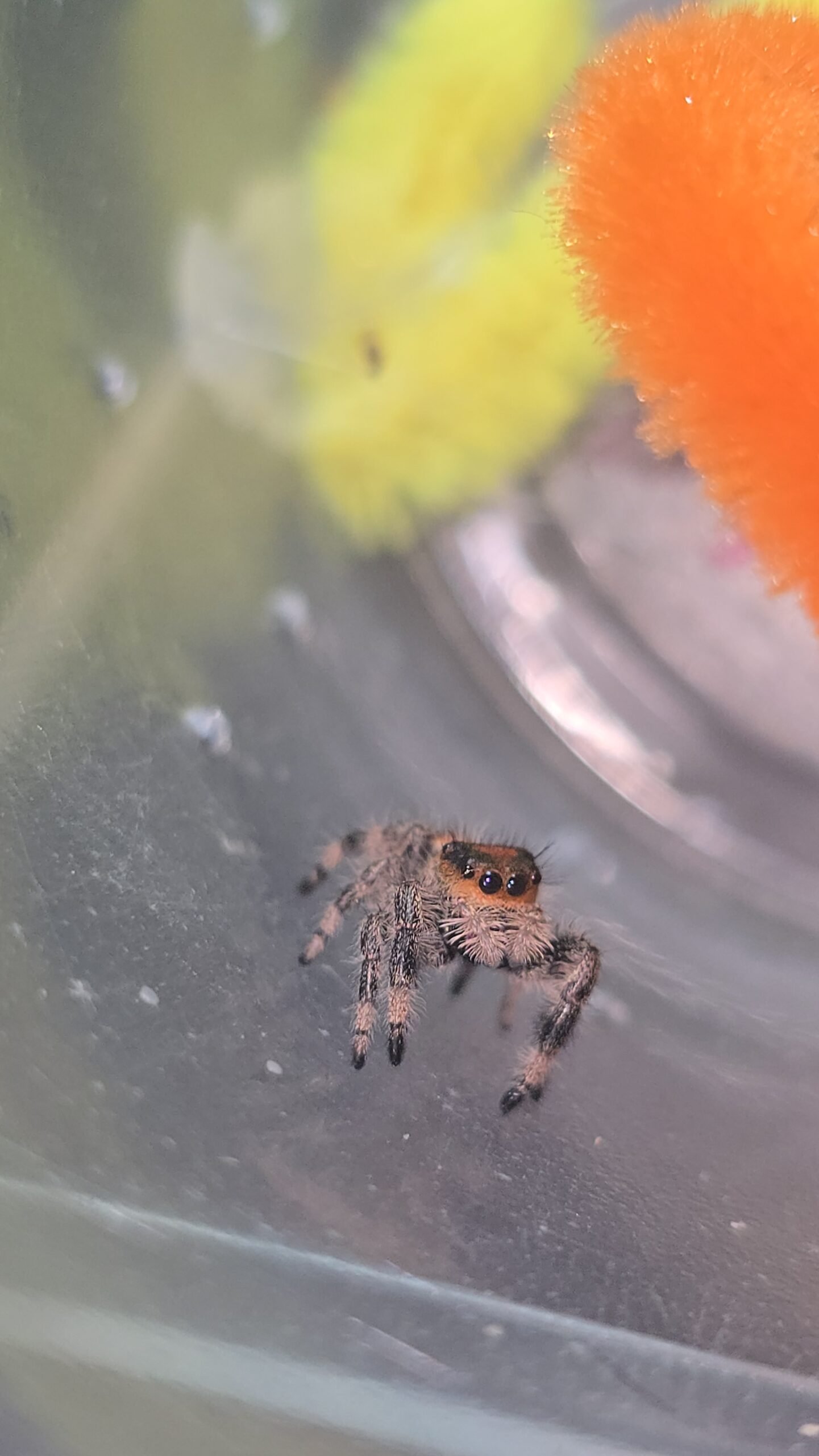 Peaches the jumping spider, additional photo 3
