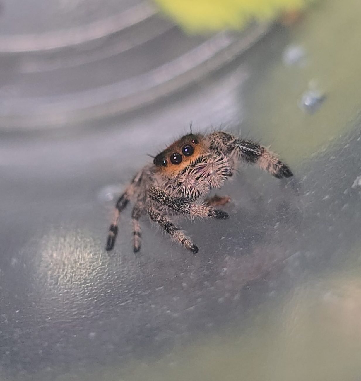 Peaches, female regal jumping spider, i6, available for adoption at Mary's Jumpers