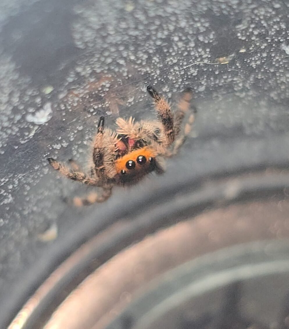 Paprika the jumping spider, additional photo 2