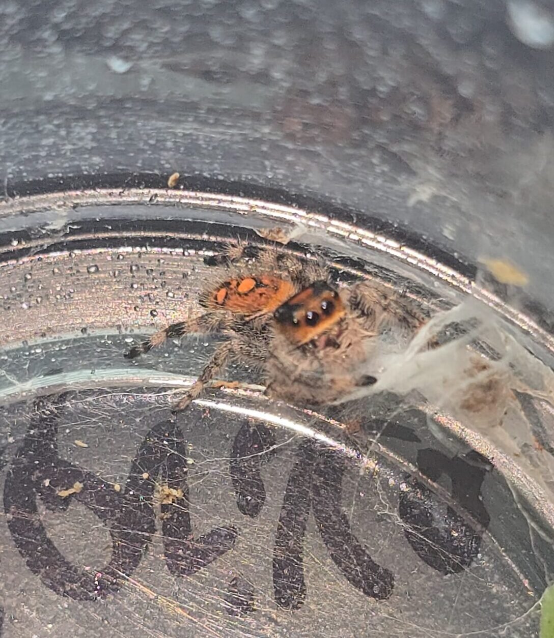 Paprika the jumping spider, additional photo 4