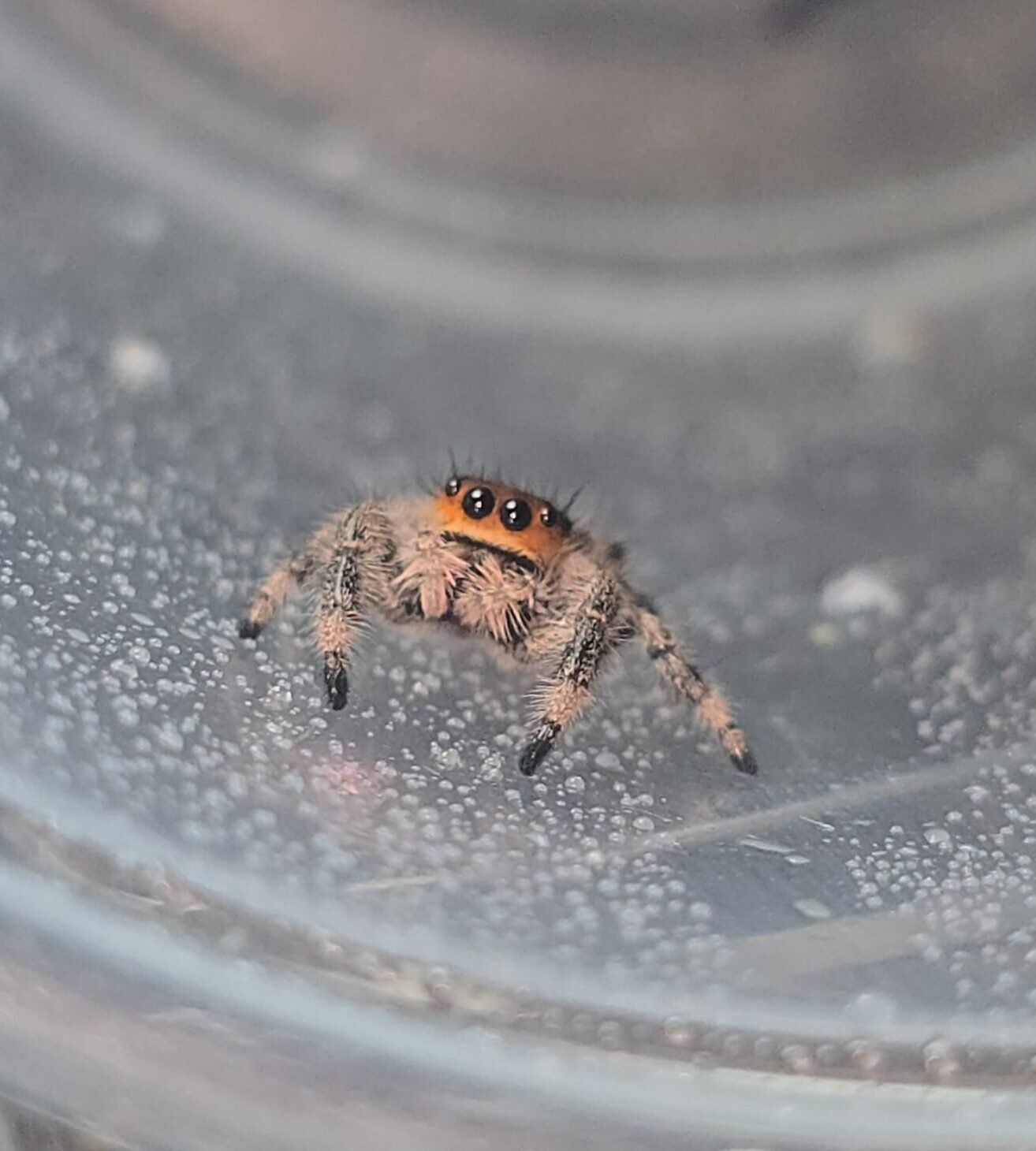Paprika, female regal jumping spider, i6, available for adoption at Mary's Jumpers