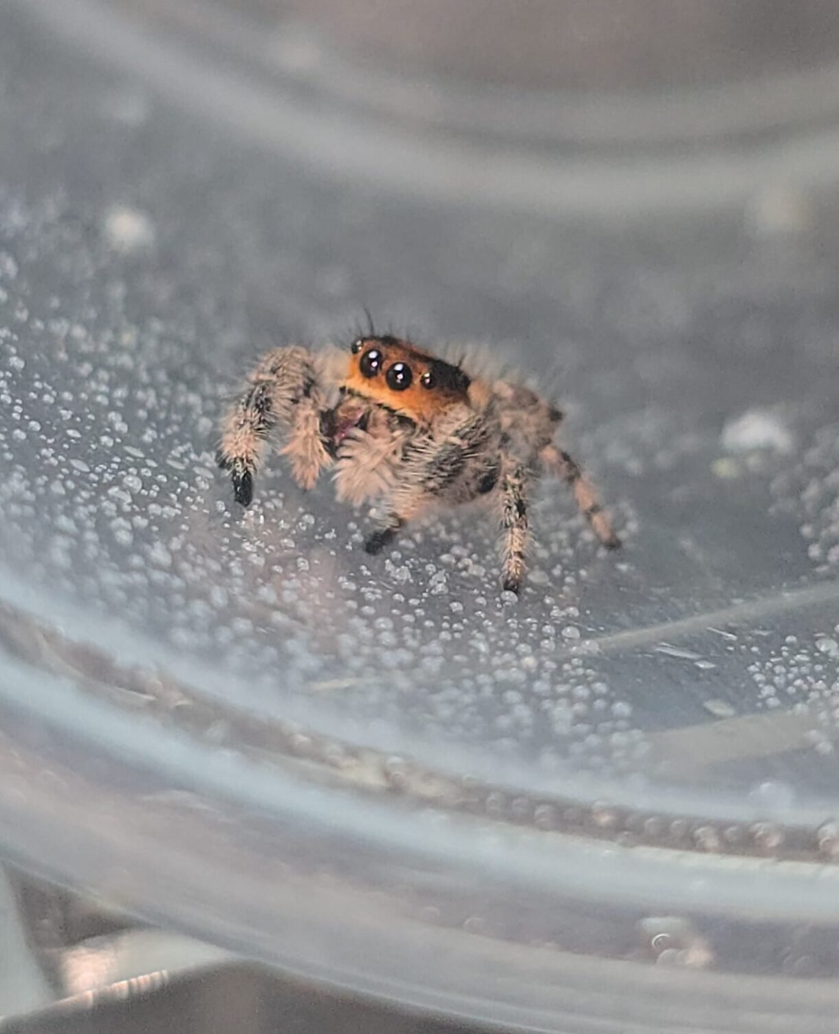 Paprika the jumping spider, additional photo 1