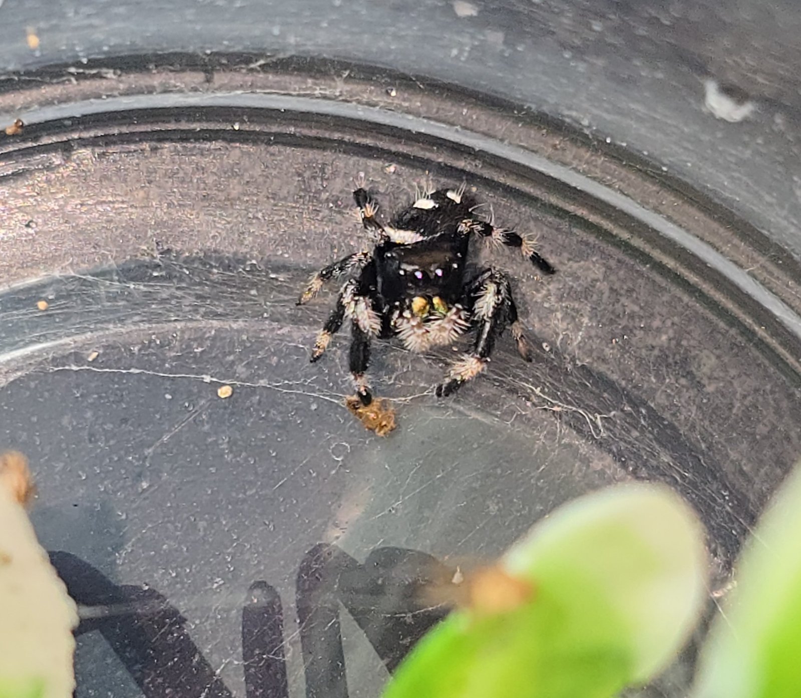 Nacho the jumping spider, additional photo 4