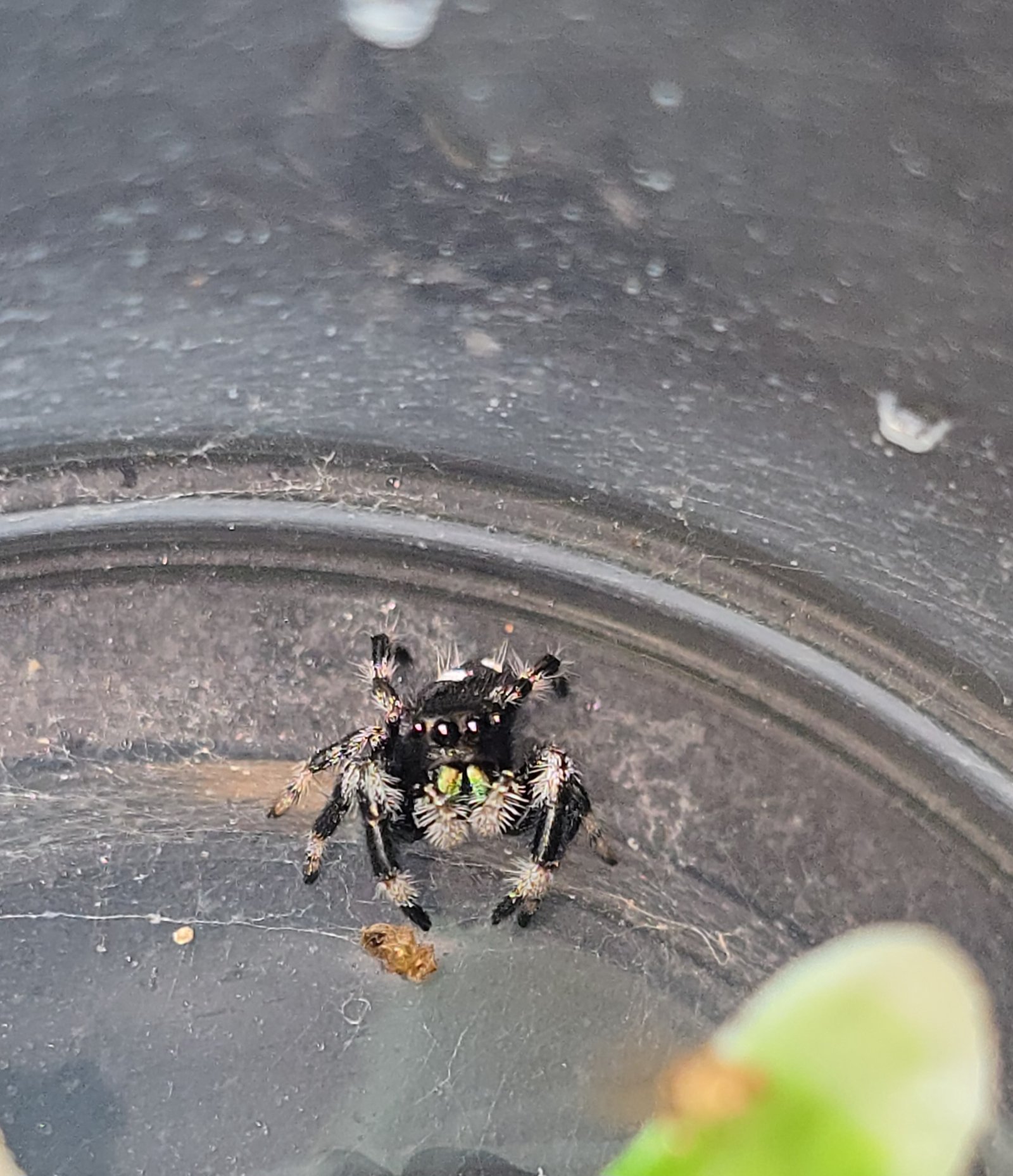 Nacho the jumping spider, additional photo 3