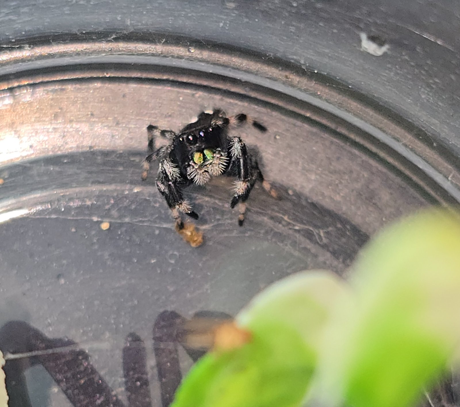 Nacho the jumping spider, additional photo 2