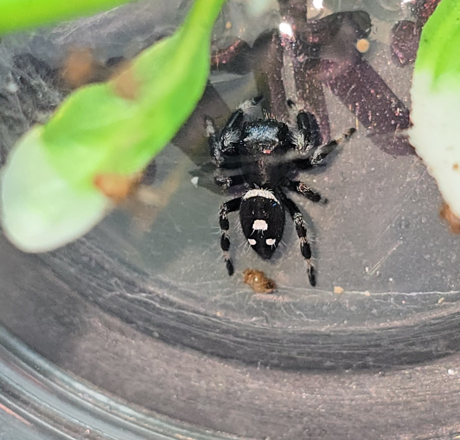 Nacho the jumping spider, additional photo 1
