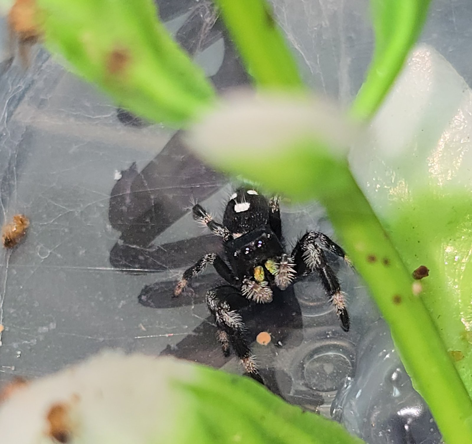 Nacho, male regal jumping spider, i5/i6, available for adoption at Mary's Jumpers