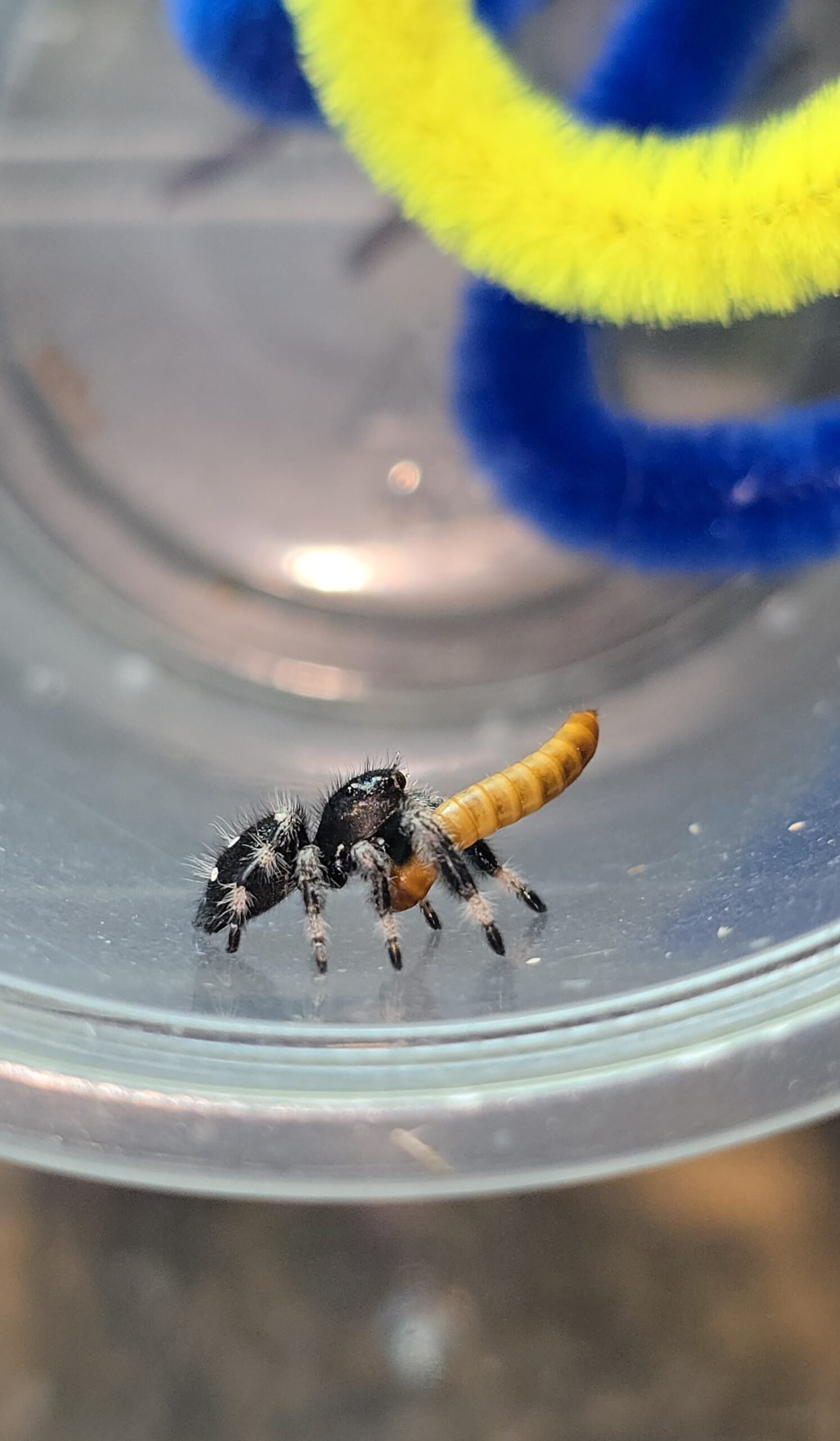 Jellybean the jumping spider, additional photo 1