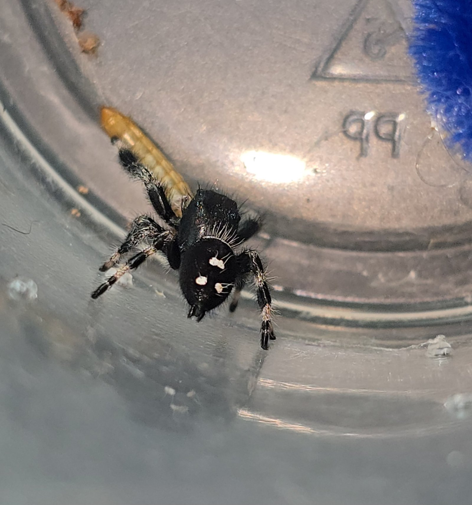 Jellybean the jumping spider, additional photo 3