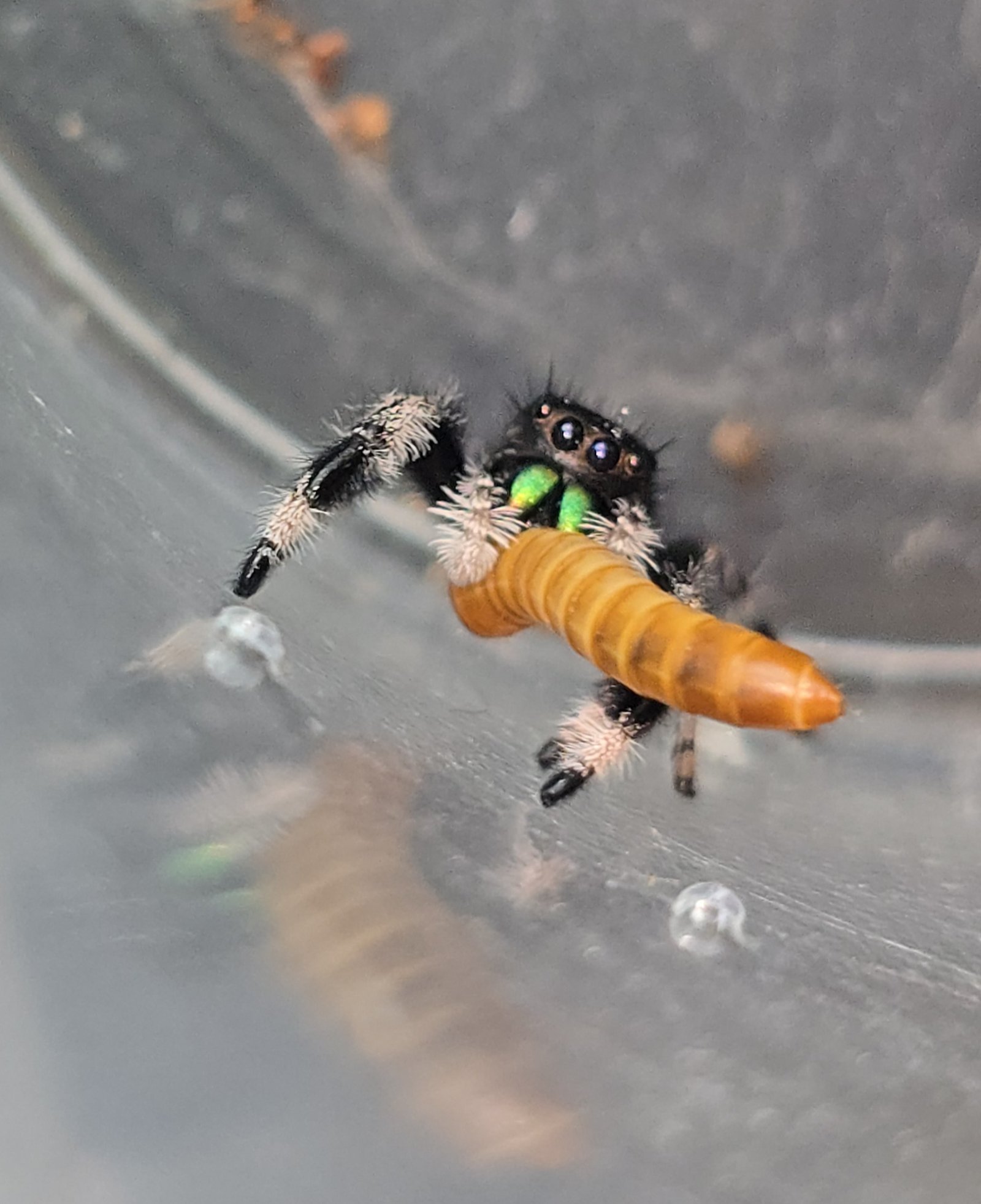 Jellybean, male regal jumping spider available at Mary's Jumpers