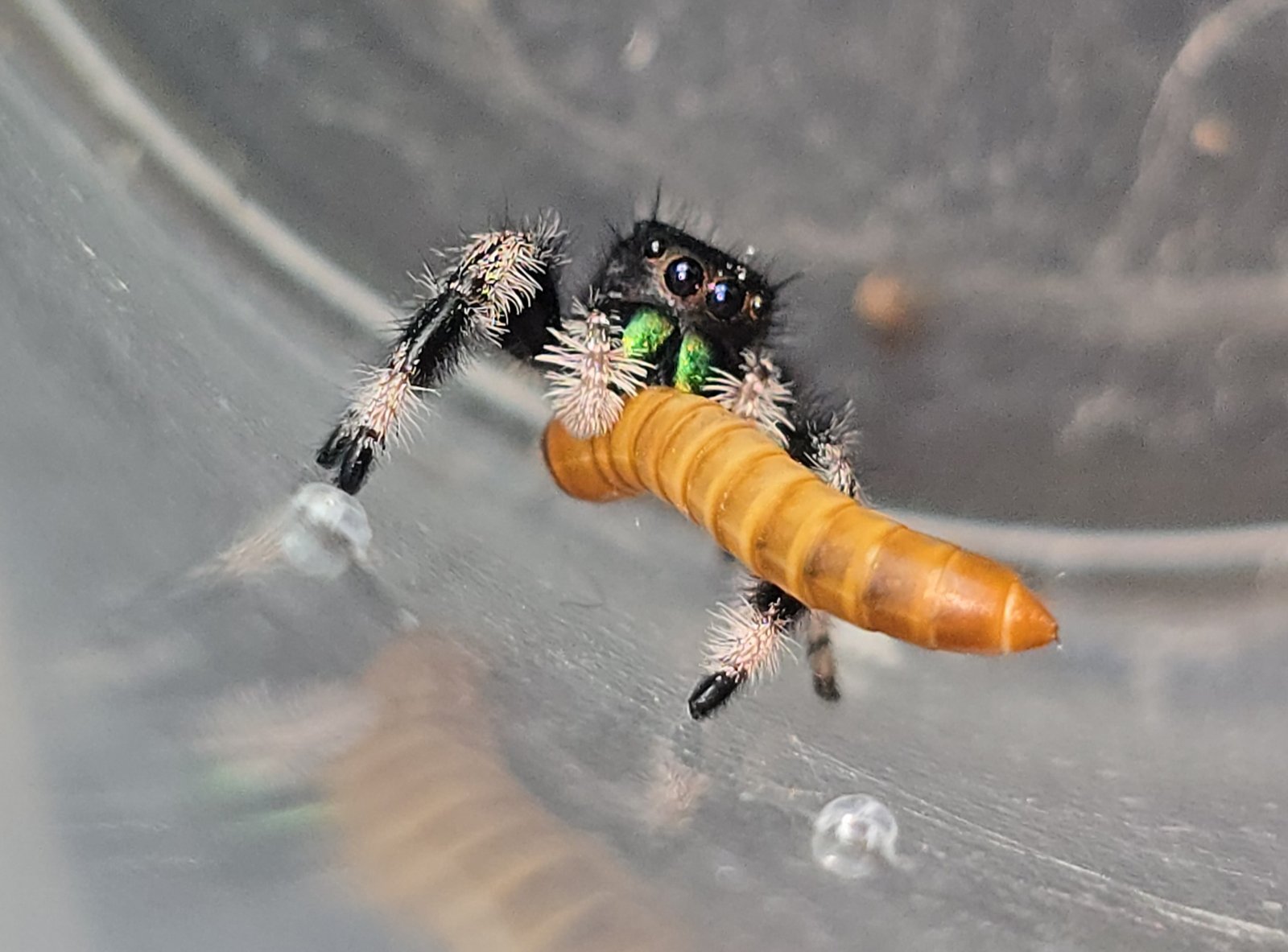 Jellybean the jumping spider, additional photo 2