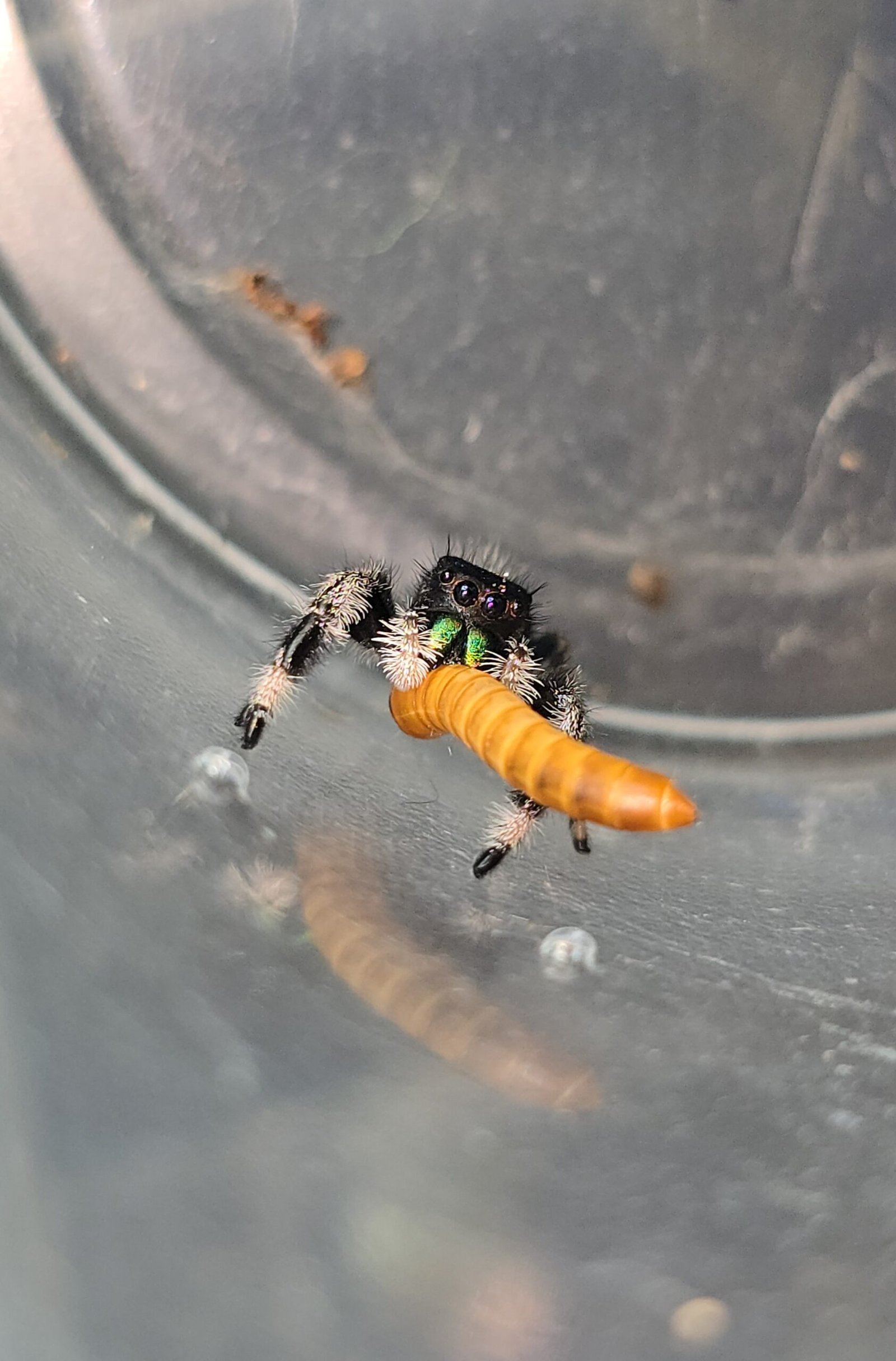 Jellybean the jumping spider, additional photo 4