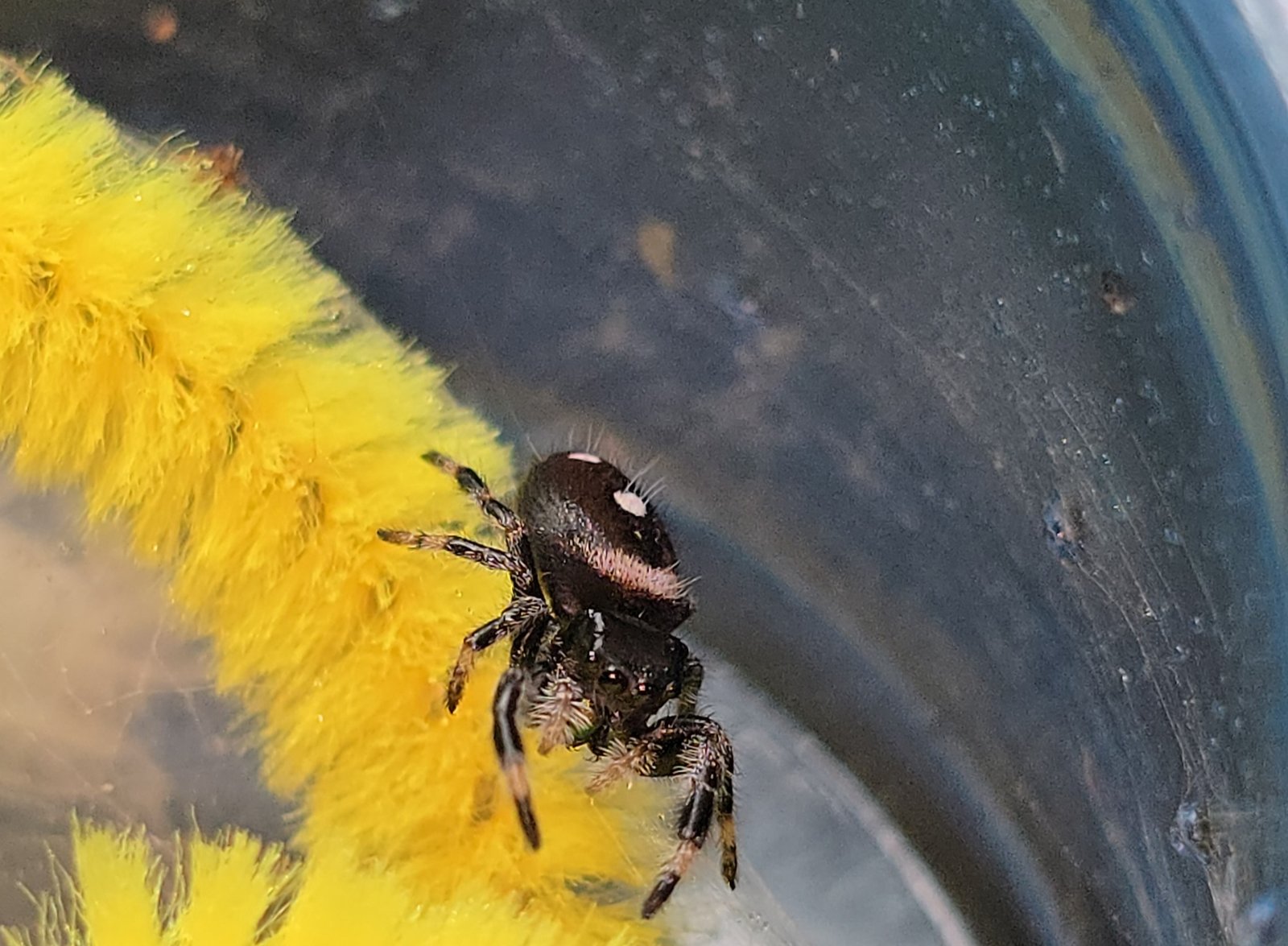 Pickles the jumping spider, additional photo 2