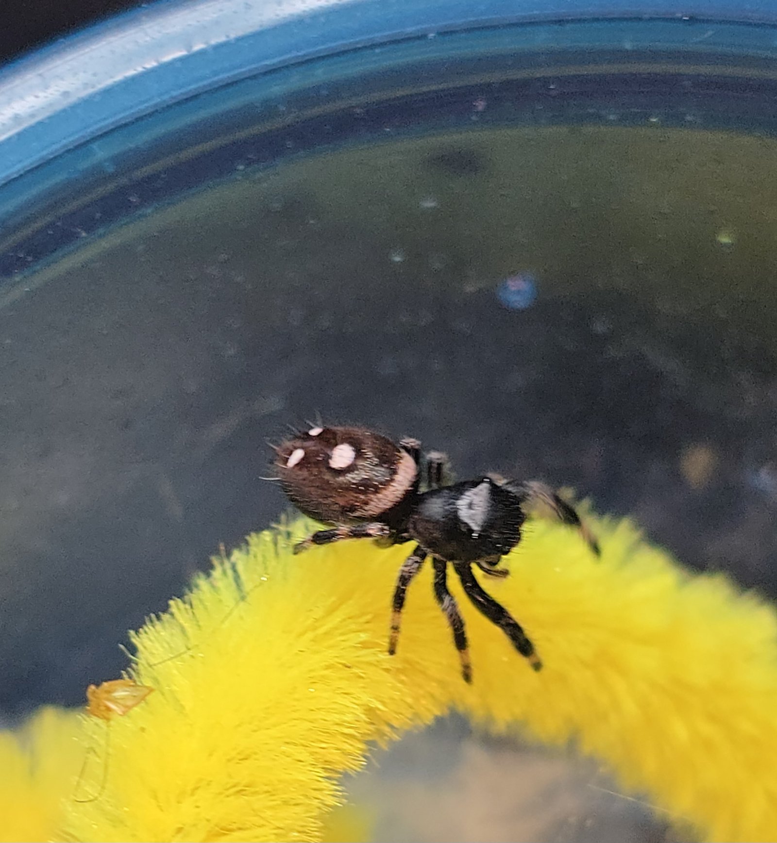Pickles the jumping spider, additional photo 1