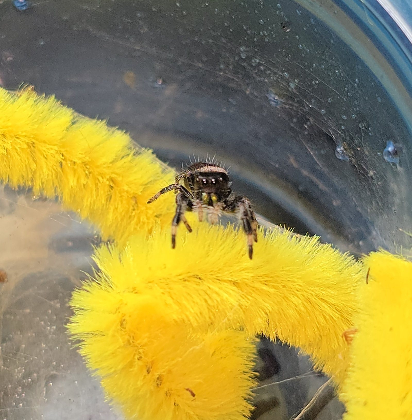 Pickles, male regal jumping spider, i5, available for adoption at Mary's Jumpers