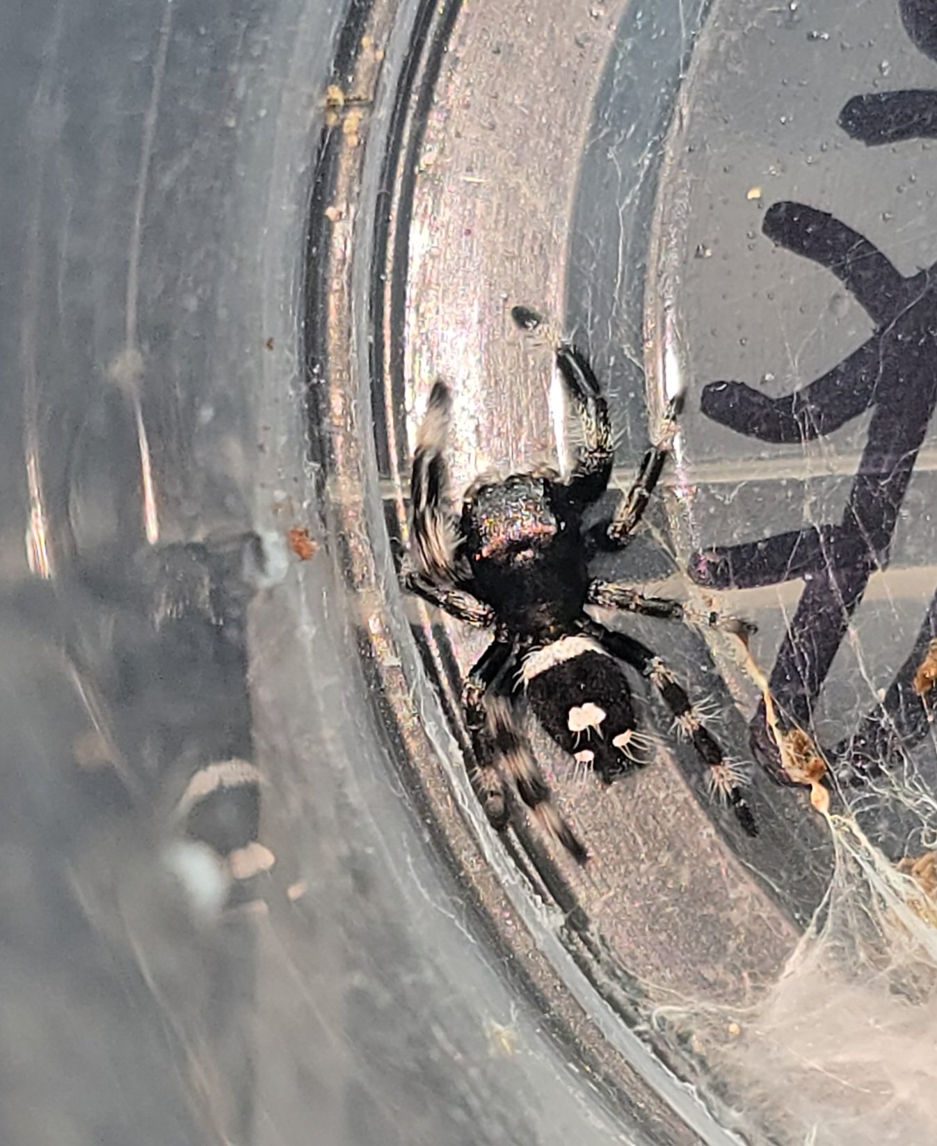 Socks the jumping spider, additional photo 3
