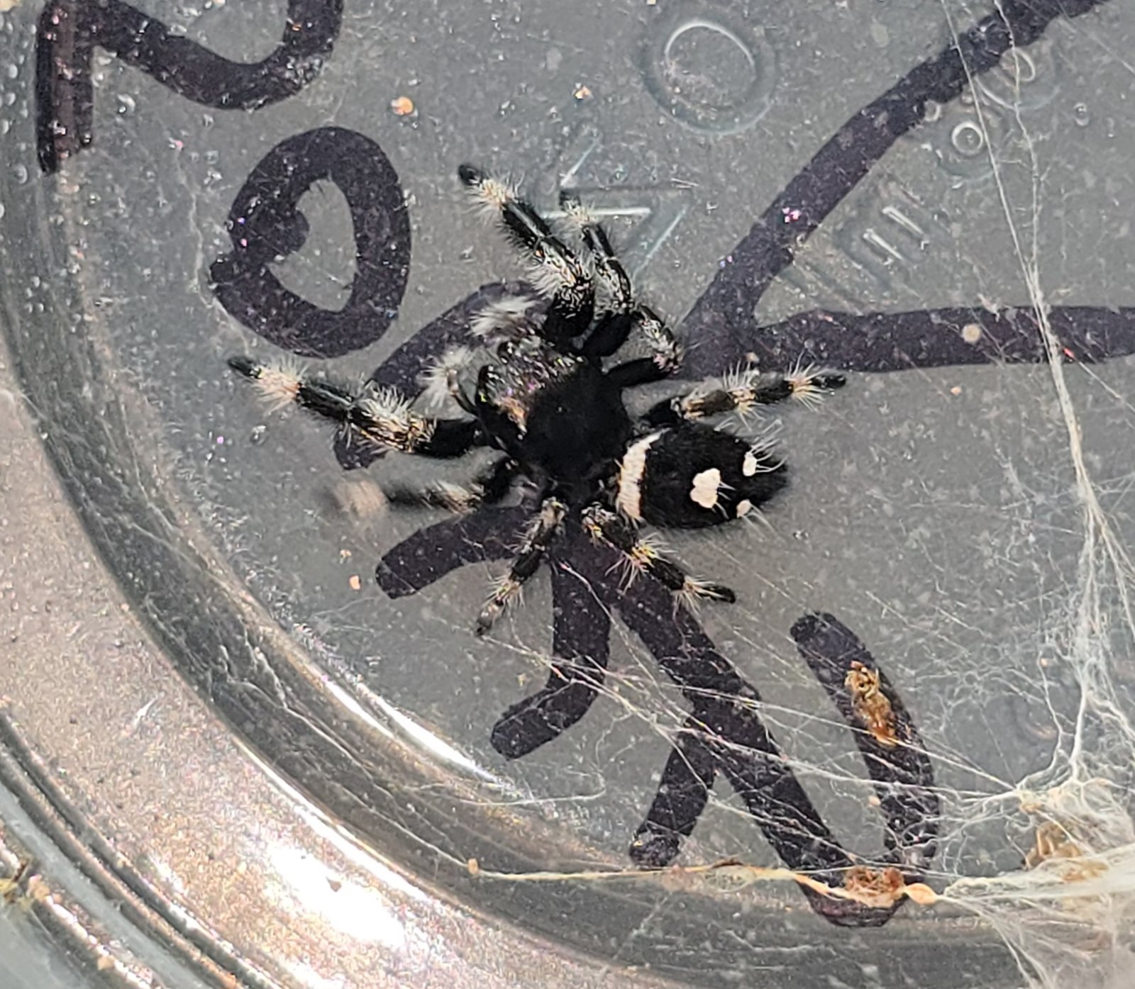 Socks the jumping spider, additional photo 1