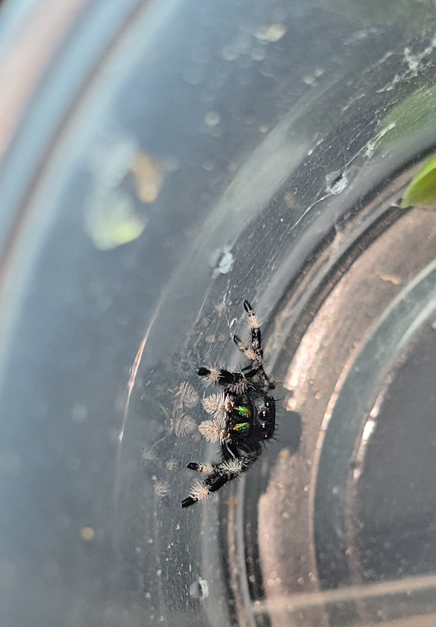 Socks, male regal jumping spider, i6, available for adoption at Mary's Jumpers