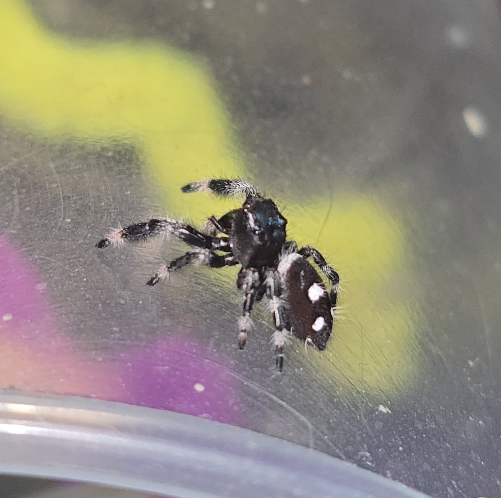 Pretzel the jumping spider, additional photo 4