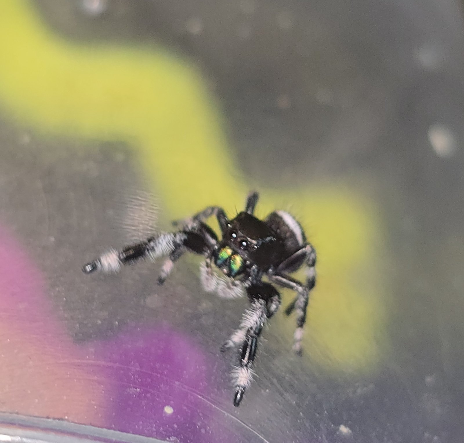 Pretzel, male regal jumping spider, i6, available for adoption at Mary's Jumpers