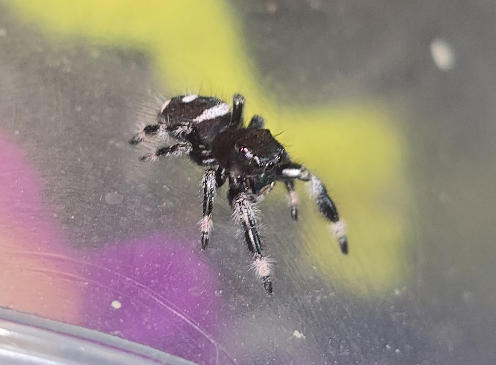 Pretzel the jumping spider, additional photo 1