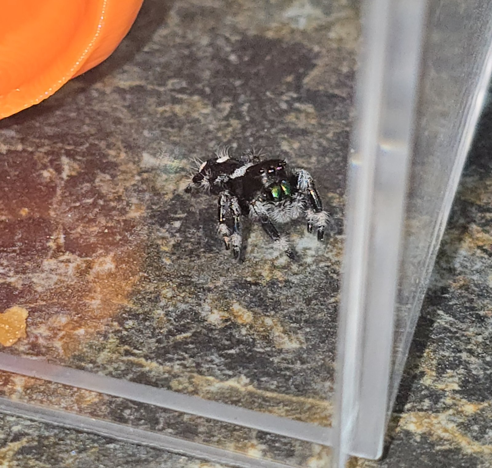 Pretzel the jumping spider, additional photo 3