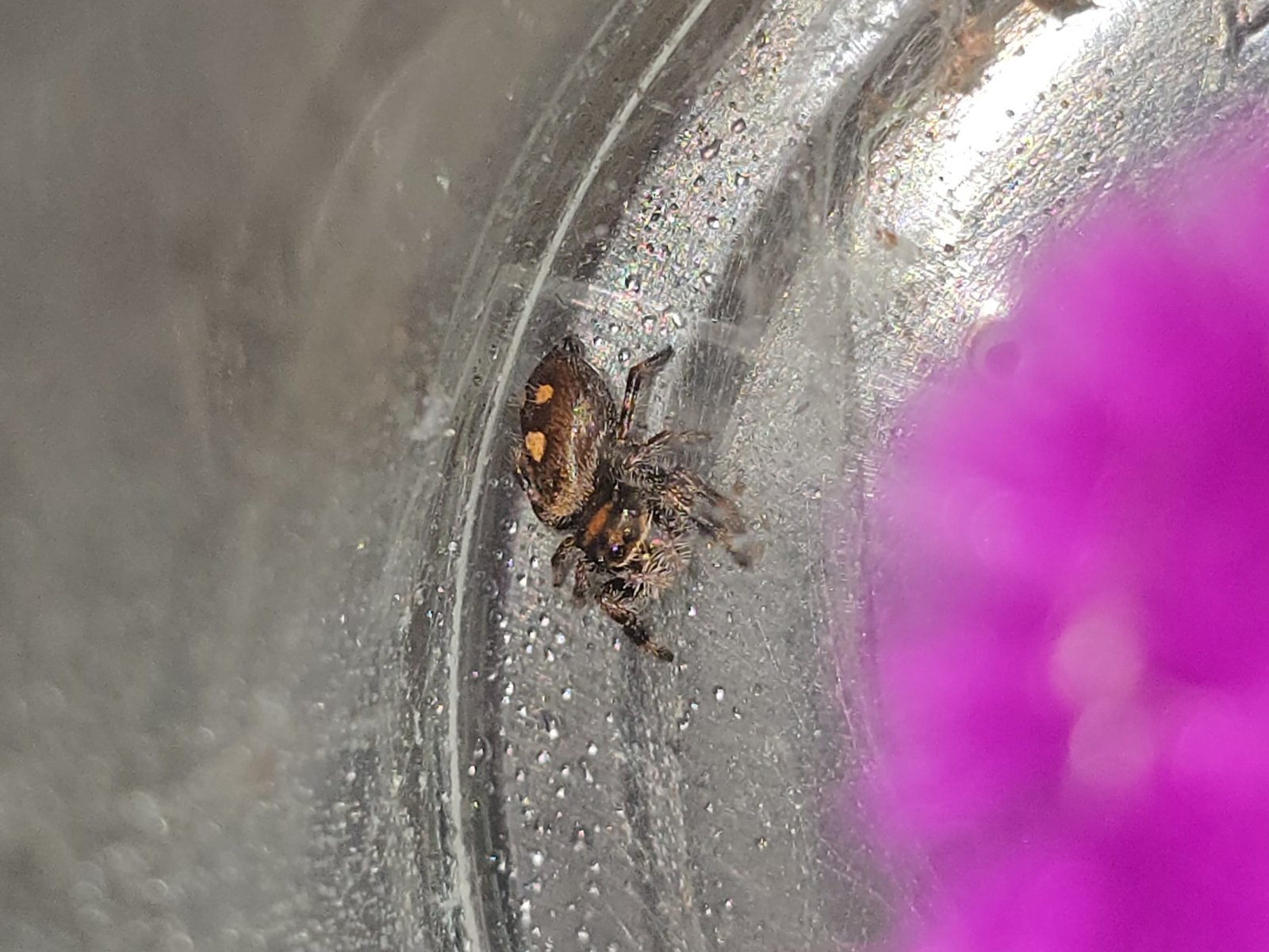 Poppy the jumping spider, additional photo 3