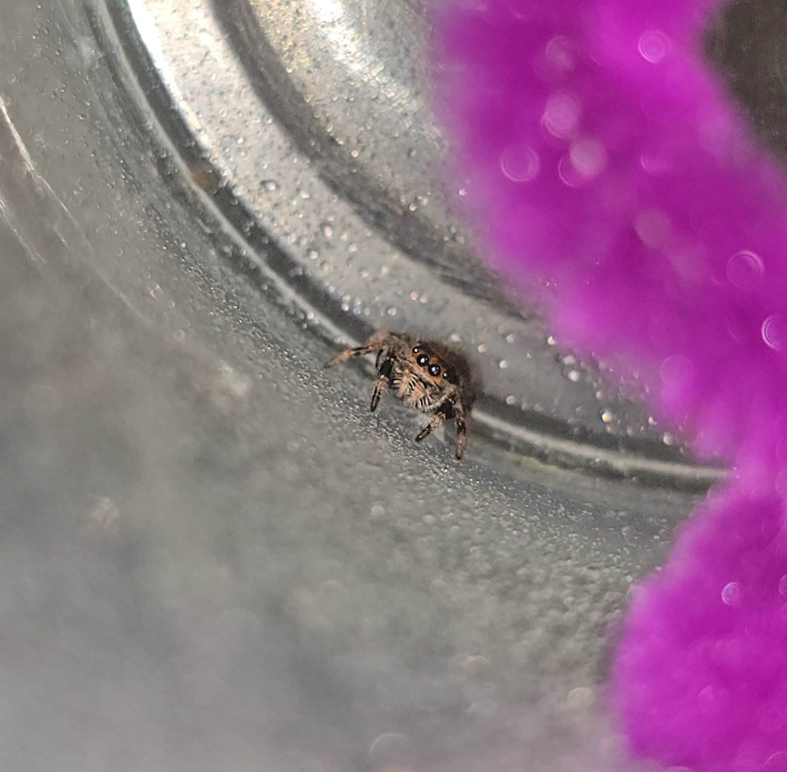 Poppy the jumping spider, additional photo 2