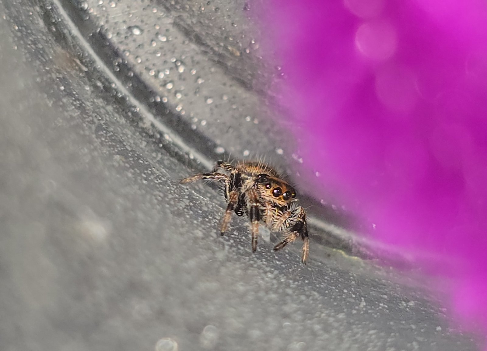 Poppy the jumping spider, additional photo 1