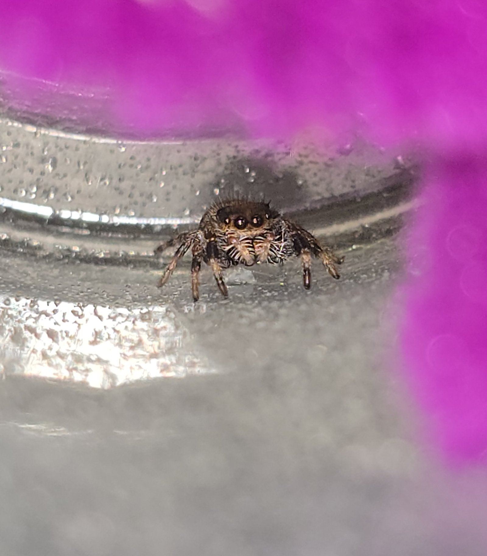 Poppy, female regal jumping spider, i5, available for adoption at Mary's Jumpers
