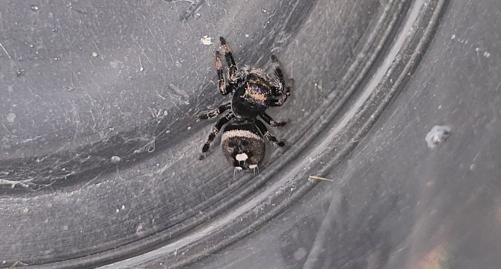 Little Bit, male regal jumping spider, i5, available for adoption at Mary's Jumpers