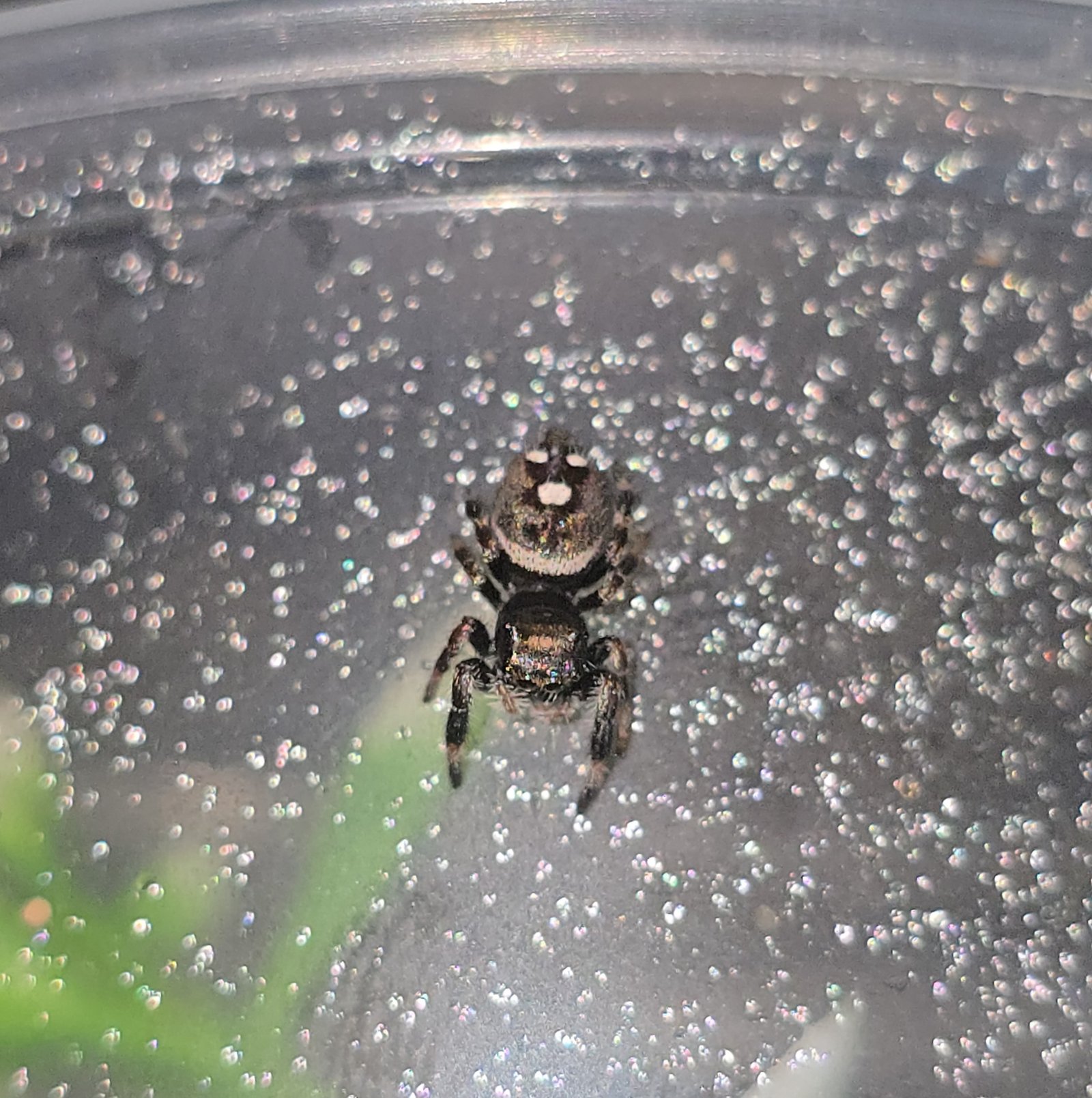 Little Bit the jumping spider, additional photo 1