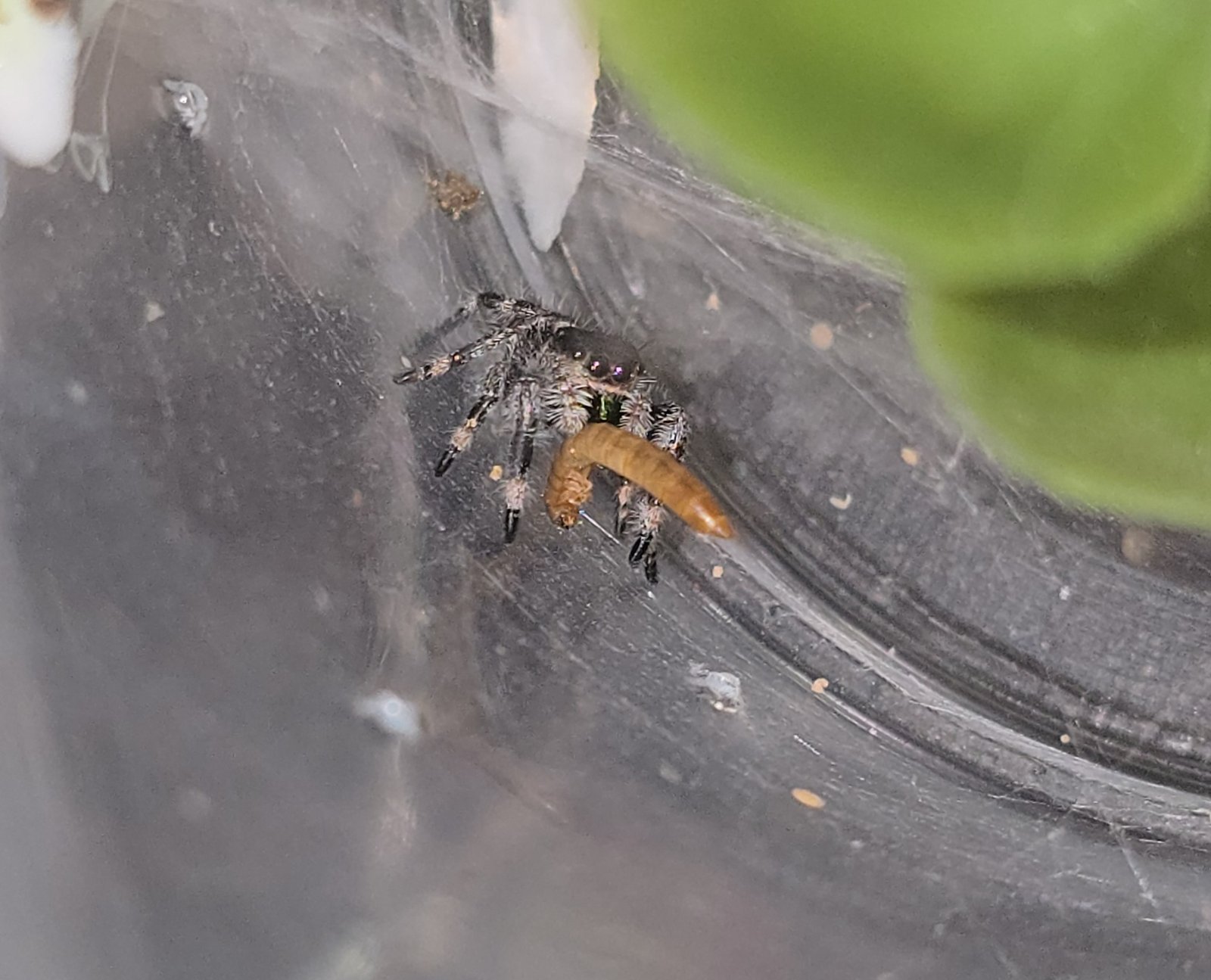 Ziggy, male regal jumping spider, i5, available for adoption at Mary's Jumpers