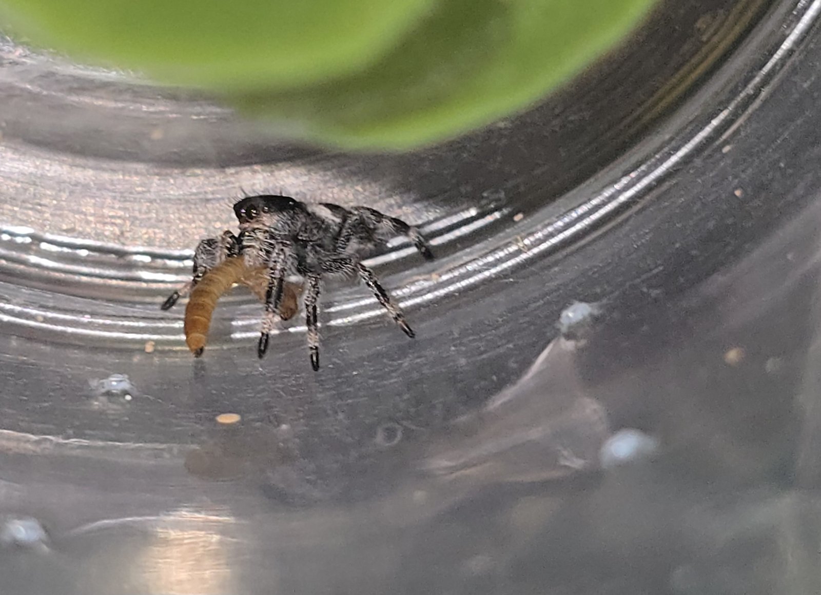Ziggy the jumping spider, additional photo 1