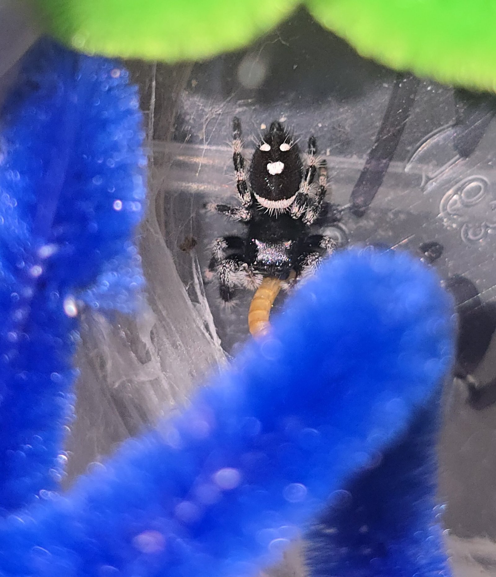 Turbo, male regal jumping spider, i6, available for adoption at Mary's Jumpers