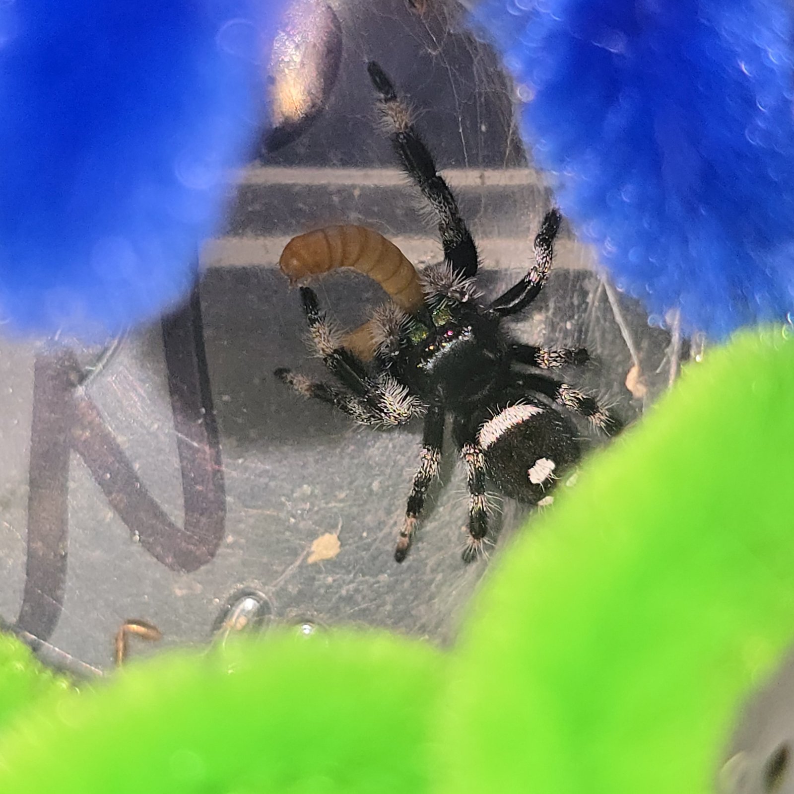 Turbo the jumping spider, additional photo 1